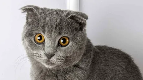 Au cumpărat o pisică cu 1.500 de lei, de pe internet, pentru fetița lor. Ireal ce a pățit imediat după o familie din București