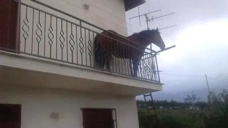Si-a parcat calul pe balcon. Imaginea din Cluj care s-a viralizat imediat