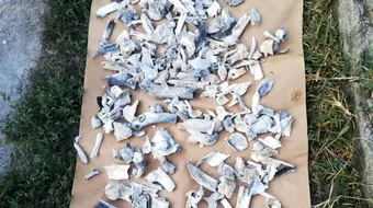 Directorul INML, explicatii de ultima ora despre reluarea testelor ADN in cazul de la Caracal