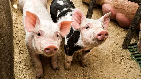 Carnea de porc, mai scumpă decât anul trecut! Prețul uriaș pe care îl vor plăti românii pentru un kilogram