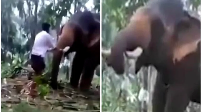Acest adolescent a incercat sa se urce pe un elefant asa cum vazuse intr-un film. E groaznic ce a putut sa urmeze cateva secunde mai tarziu VIDEO