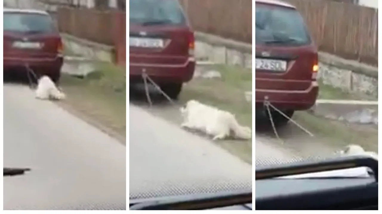 Un viceprimar a TRAS un caine cu masina! (1) 