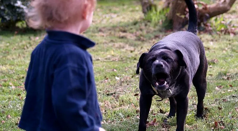 O fetita de 4 ani a fost atacata brutal de un caine. Aceasta are rani grave la nivelul craniului si al fetei