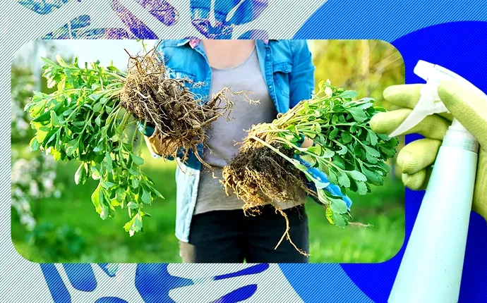 Scapă definitiv de buruieni! Stropește cu acest amestec și vei vedea rezultate imediat!
