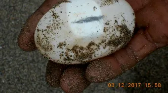 Se plimba pe plaja cand a gasit ceva in nisip! A dat de 44 de oua rare. Ce a facut cu ele