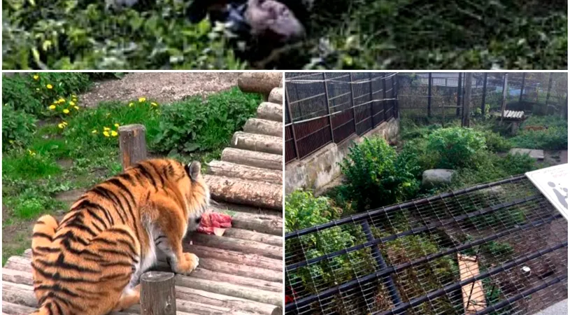 A fost atacata de un tigru chiar sub privirile ingrozite ale turistilor! Cum arata femeia care a fost la un pas de moarte, dar a scapat in mod miraculos