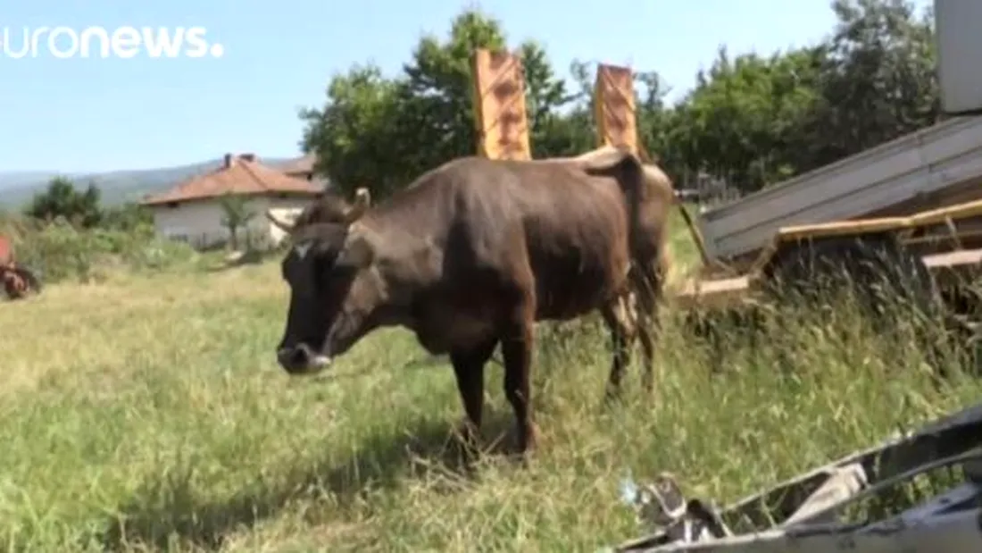 O vaca din Bulgaria a fost condamnata la moarte, dupa ce a trecut ilegal granita UE! Mesajul sfasietor al proprietarului