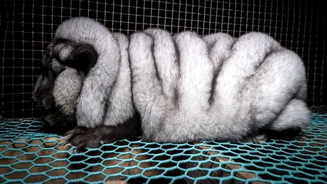 Nu vei ghici niciodata ce este animalul din imagine! E gras si pufos pentru un motiv crud si inuman! Ce se va intampla cu 'ghemul' din imagine