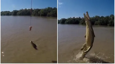 Crocodilul asta sare 3 metri din apa pe verticala! Nimeni nu credea ca reptila asta este in stare de asa ceva! Cum reuseste