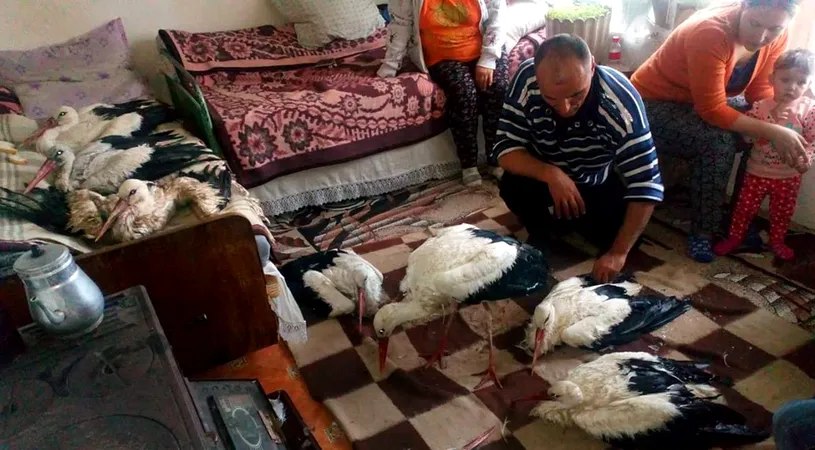 S-au intors berzele in Romania, dar mor de frig, pe camp! Cum se chinuie taranii sa le salveze. Imagini dureroase