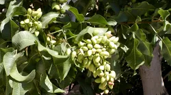 Galerie foto - Poza #4