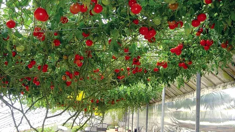 Pomul care face rosii: un soi rar de tomate creste ca un arbore din care se culeg legumele zemoase! Se gaseste si-n Romania