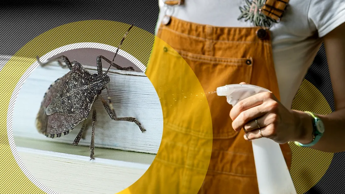 Trucul care poate ține la distanță gândacii mirositori de casa ta. Pulverizezi soluția la fereastră + Amestecul puternic este gata în doar câteva minute