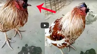 Gaina care traieste fara cap! Pasarea nu mai are craniu, dar e vie de o saptamana. Cum de nu moare VIDEO