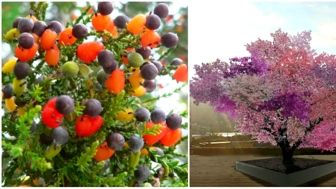 Copacul care produce 40 de soiuri de fructe diferite! Exista doar cateva exemplare in lume VIDEO
