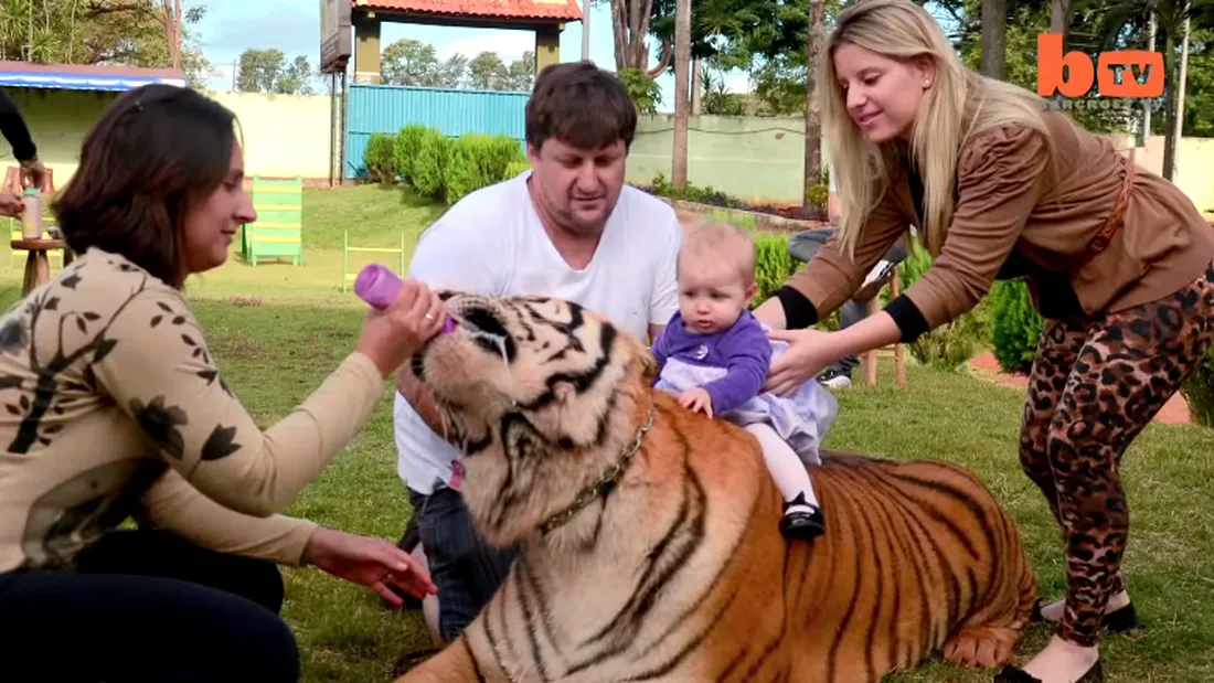 Familia asta traieste in casa cu 7 tigri! Animalele stau la masa si in pat cu ei! Imagini uluitoare! VIDEO