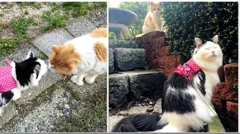 Povestea pisicilor care se iubesc de 2 ani! Motanul s-a indragostit de Sophie la prima vedere si vine zilnic la ea acasa