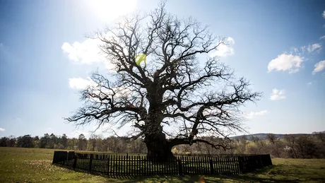 Legenda impresionanta a celui mai vechi arbore din Romania! Cum a fost descoperit si la ce varsta a ajuns acum