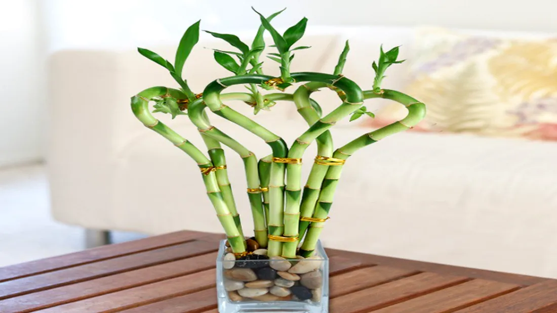 Planta care atrage banii și te scapă de datorii. Nu trebuie să lipsească din casă!