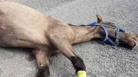 Au lasat calul sa agonizeze in mijlocul drumului si si-au continuat drumul! In cele din urma, animalul a murit :(
