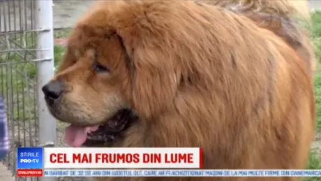 El este Boss! Cel mai frumos mastiff tibetan din lume si este din Targu Mures! Proprietarul a primit oferte de zeci de mii de euro sa-l vanda!
