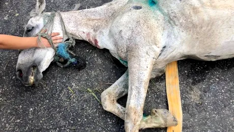 Caz socant intr-un sat de langa Bucuresti! Un barbat si-a batut calul pana s-a prabusit in fata lui! Animalul a murit la scurt timp! VIDEO