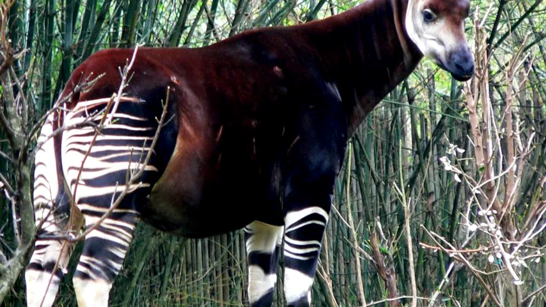Are picioare de zebra, corp de cal si urechi de porc! Fa cunostinta cu Okapi, animalul care nici nu stiai ca exista! VIDEO