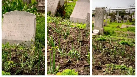 Ceapa cultivata in cimitirul din Buzau. Cine a pus-o acolo: 'Cum sa mananci asa ceva?!' VIDEO