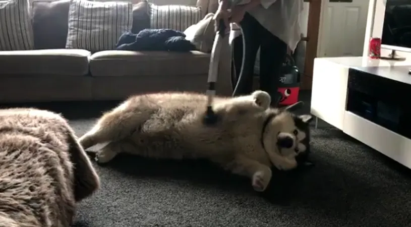 In general, cainii urasc aspiratorul, dar nu si acest Malamut de Alaska! Ce face cand aude sunetul masinariei? VIDEO