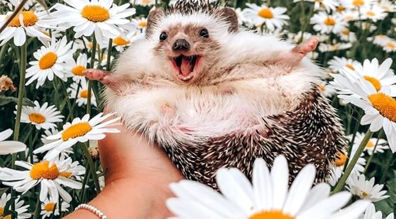 Un arici, vedetă pe Instagram datorită ipostazelor adorabile în care pozează. A strâns aproape 2 milioane de fani