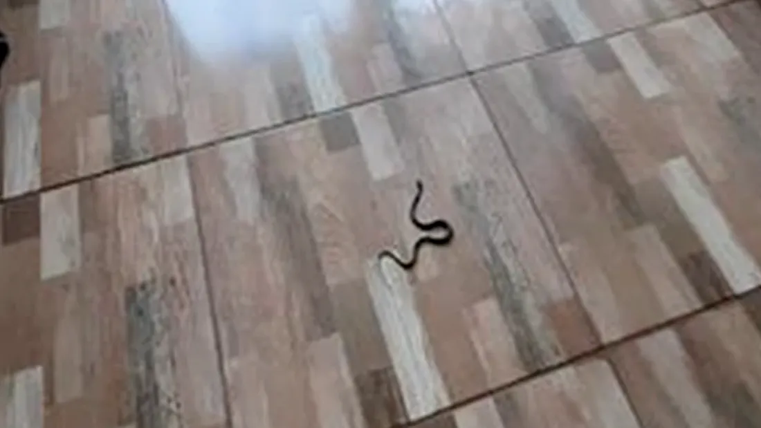 O româncă aflată în carantină la Tulcea s-a trezit cu un șarpe în cameră! ”S-a uitat la mine să vadă dacă mai sunt normală”