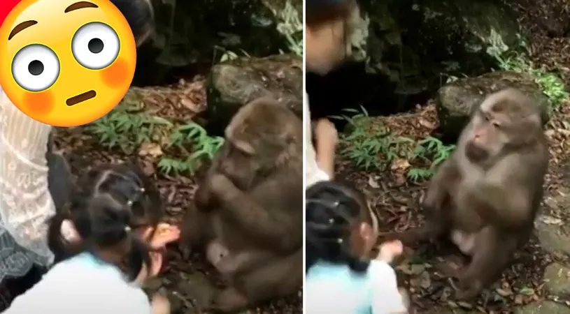 Fetita s-a apropiat de o maimuta adorabila, dar in cateva secunde mamica ei a simtit ca lesina! Ce i-a facut animalul copilei. VIDEO socant