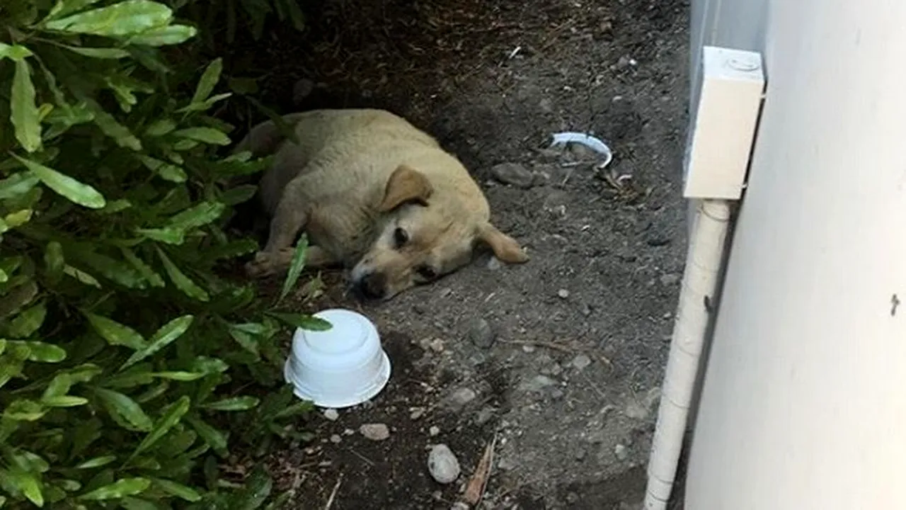 Este SFASIETOR! Un caine a stat in mizerie timp de cateva luni dupa ce familia sa s-a mutat si l-a lasat in urma (5) 