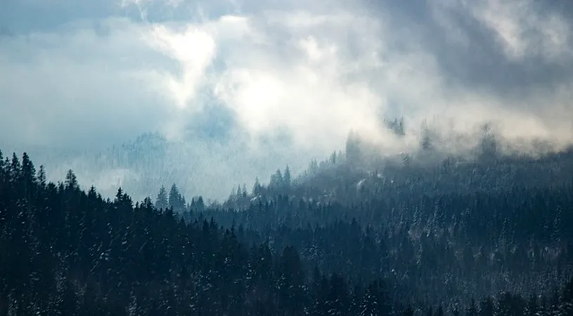 Legenda Pădurii Horia Baciu. ”Ochii nevăzuți” ai pădurii ”urmăresc” oamenii. De ce e considerată una dintre cele mai misterioase zone din România