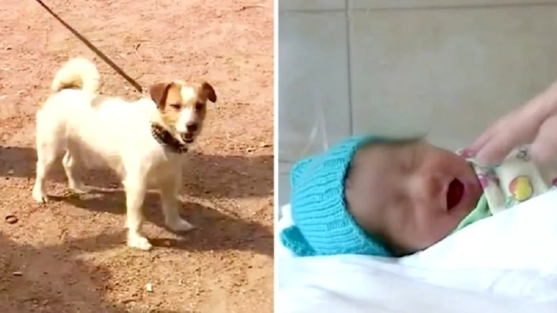 Bebelus salvat de caine, dupa ce a fost abandonat de mama lui si lasat sa moara! VIDEO