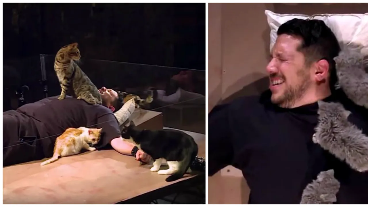 Tipul asta are o fobie de pisici grava, dar a fost legat cu lanturi ca sa poata sta in aceeasi cutie cu multe feline (1) 