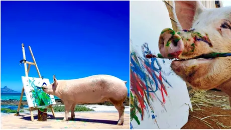 Faceti cunostinta cu Pigcasso, porcul care picteaza! A ajuns celebru si operele sale de arta costa mii de dolari VIDEO