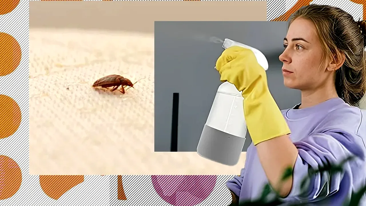 Cum scapi de ploșnițele de pat în mod natural! 7 soluții la îndemâna oricui 