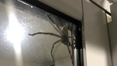 S-au speriat teribil cand au vazut ce mergea pe geamul de la bucatarie! Ce era de fapt insecta uriasa