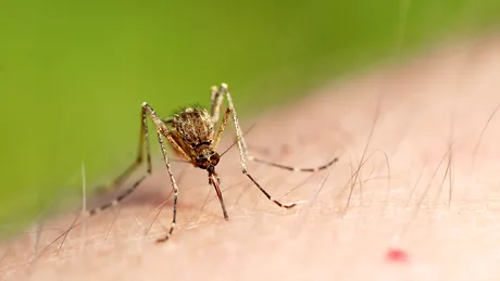 Infecția cu noul coronavirus se poate răspândi prin mușcătura țânțarului? Medicul Adrian Streinu-Cercel, avertizează