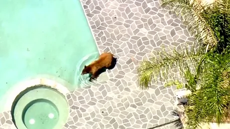 Un urs a iesit la piscina! Animalul a dat buzna in curtea unor oameni. Ce a facut acolo?
