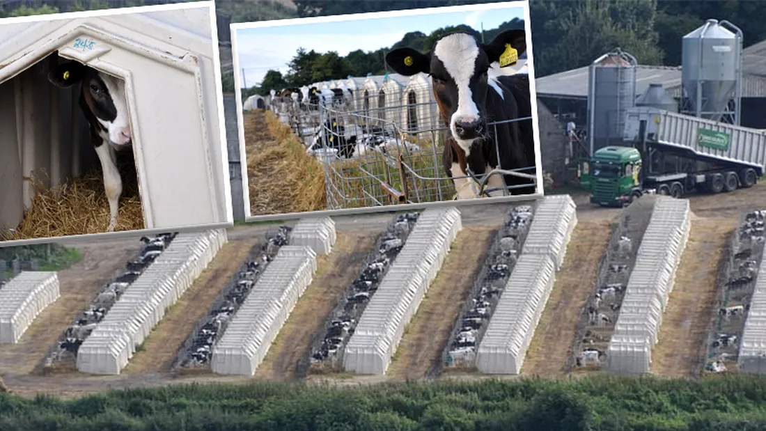 Descoperire socanta la o ferma de vaci! Cum sunt chinuite animalele pentru a da lapte