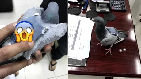 Un porumbel a fost arestat! Ce au descoperit politistii pe spatele sau, chiar deasupra aripilor