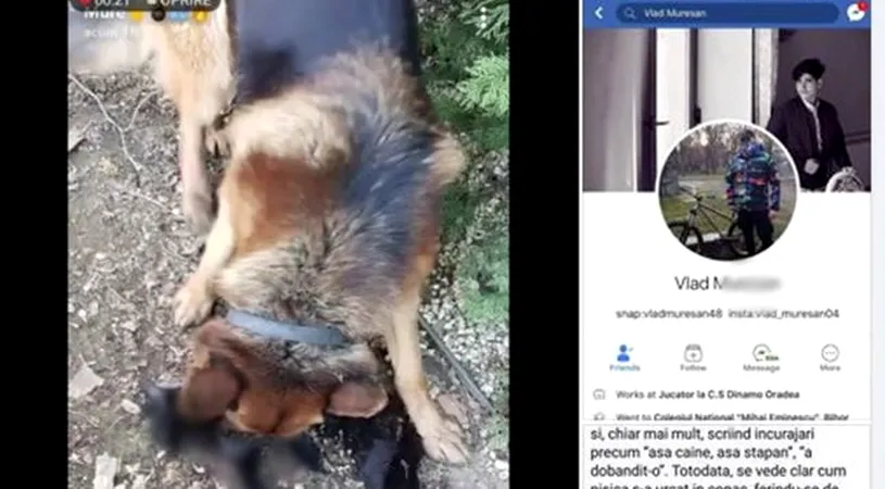 Un adolescent din Oradea si-a asmutit cainele pe o pisica. E ireal ce s-a intamplat cu felina! Imaginile au fost live, pe Facebook