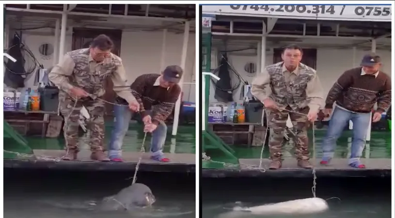 Doi pescari au prins un somn de 80 de kilograme pe Dunare! Imaginile incredibile cu captura uriasa! VIDEO
