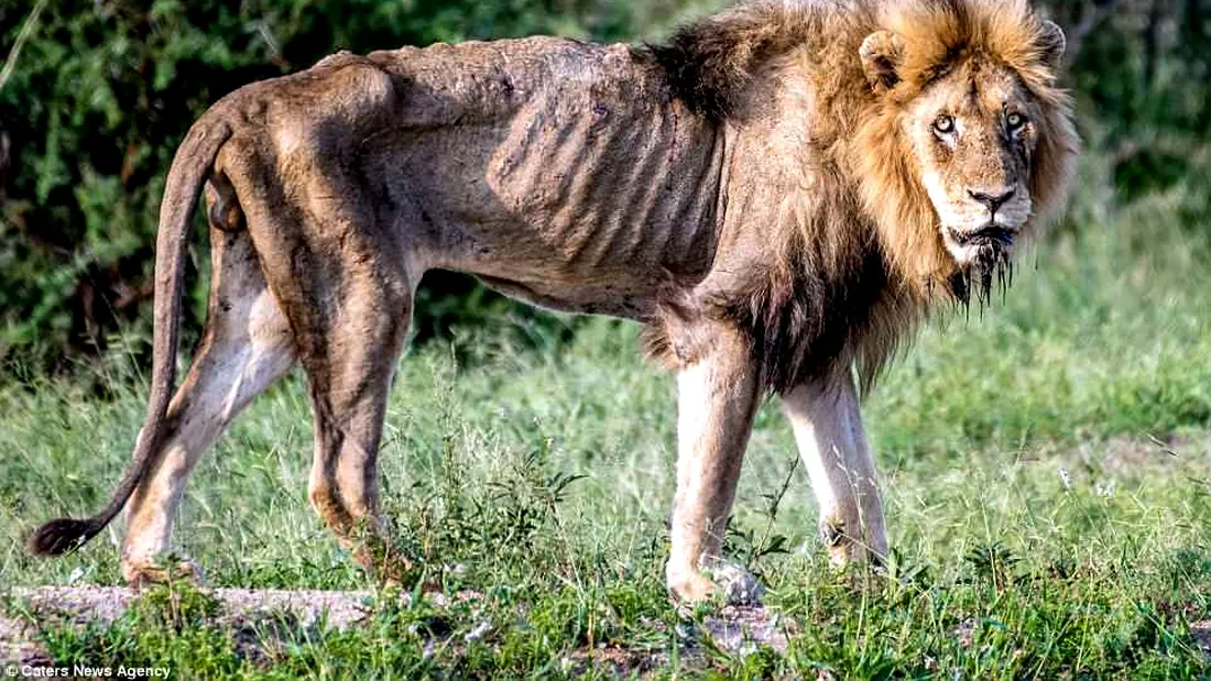 Imagini dureroase! Cum a ajuns leul asta sa moara fiind doar piele si os?! Fotograful plangea cand a realizat fotografiile