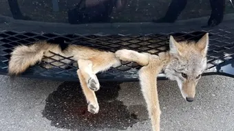 A simtit ca a lovit ceva cu masina, dar a continuat sa conduca! Cand s-a oprit si a vazut ce era prins in grilaj a avut un SOC! Era inca in viata