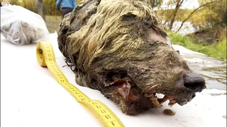 Un lup de 40.000 de ani a fost descoperit in Siberia! Animalul era urias, doar capul lui avea 40 de centimetri! Imagini socante
