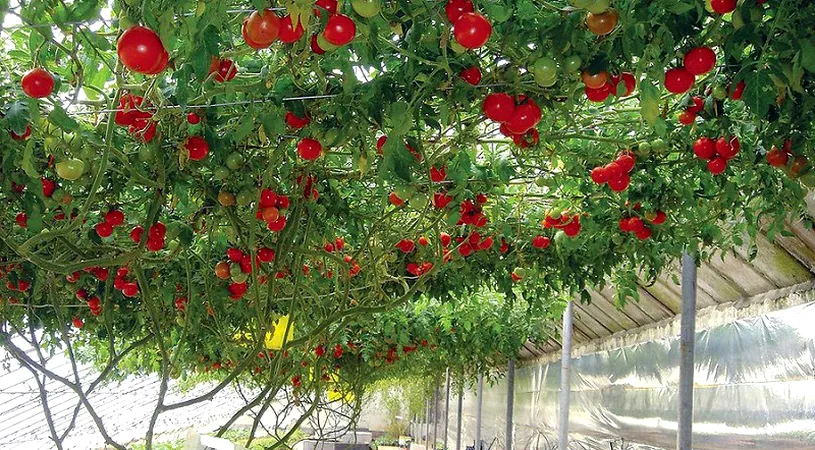 Pomul care face rosii: un soi rar de tomate creste ca un arbore din care se culeg legumele zemoase! Se gaseste si-n Romania