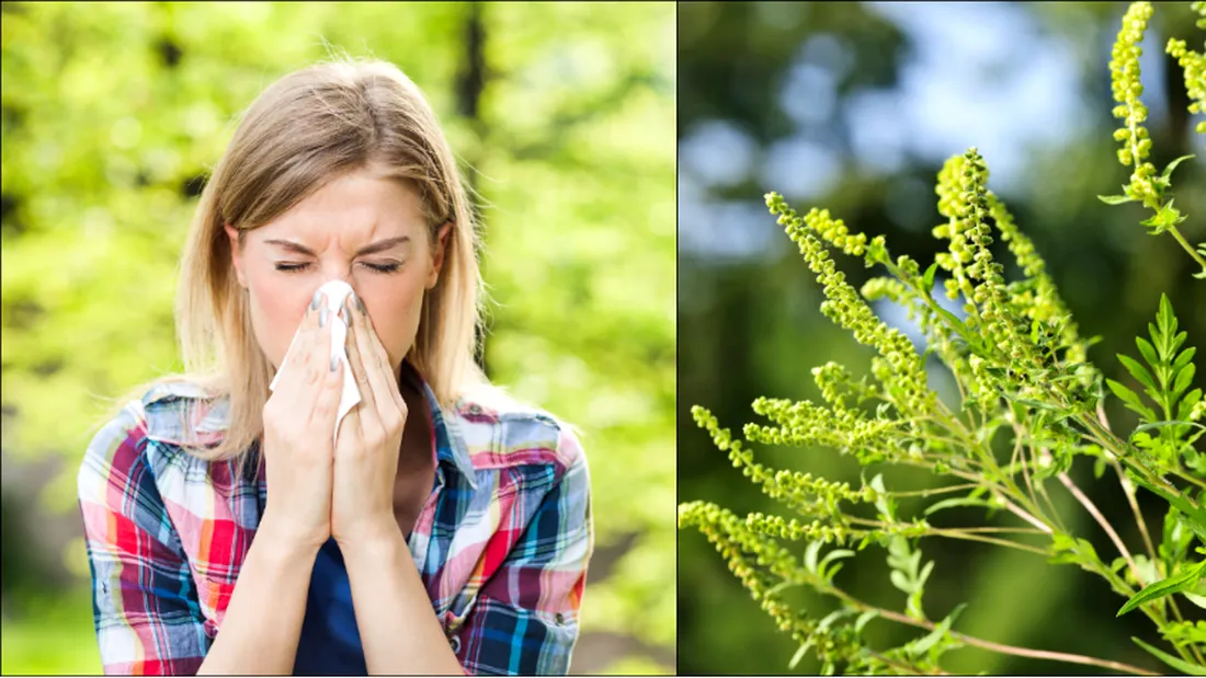 Alergia la ambrozie. Cel mai eficient tratament in combaterea unei probleme medicale ce poate cauza moartea